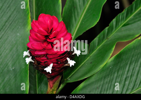 Red Ginger Alpinia purpurata ginger rosso, Zingiberaceae, Bali, Indonesia, Asia Foto Stock