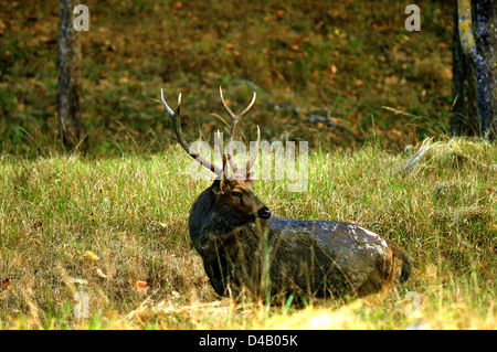 Barasingha maschio o cervo di palude (Rucervus duvaucelii branderi) al Parco Nazionale di Kanha. Foto Stock