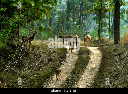 Avvistato cervi o chital, asse al Parco Nazionale di Kanha il sentiero di sabbia in medio nella maggior parte della giungla in Madhya Pradesh stat Foto Stock