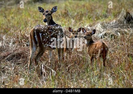 Avvistato cervi o chital, asse e cerbiatti al Parco Nazionale di Kanha, Madhya Pradesh, India. Foto Stock