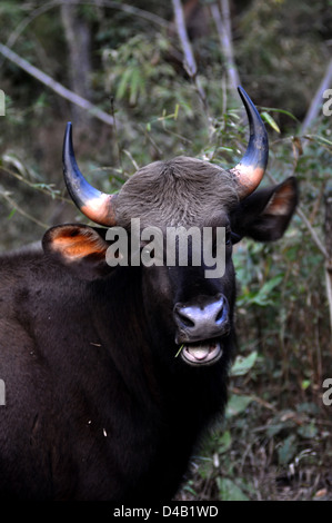 Gaur vacca (Bos gaurus) al Parco Nazionale di Kanha, Madhya Pradesh, India. Foto Stock