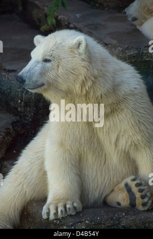 Giovane orso polare seduto su una roccia, lo zoo di Schönbrunn, Vienna, Austria Foto Stock