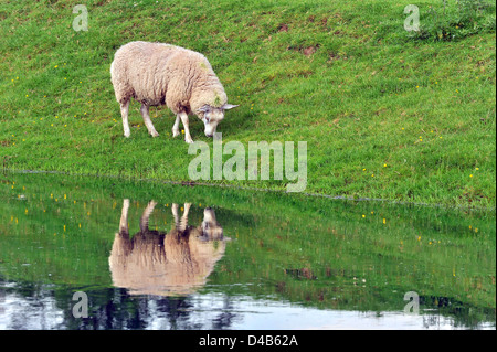 Pecore al pascolo da un flusso, riflessa nell'acqua, Nottinghamshire, Regno Unito Foto Stock