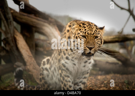 Amur leopard seduta guardando dritto Foto Stock