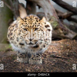 Amur Leopard sul suo haunches guardando dritto Foto Stock