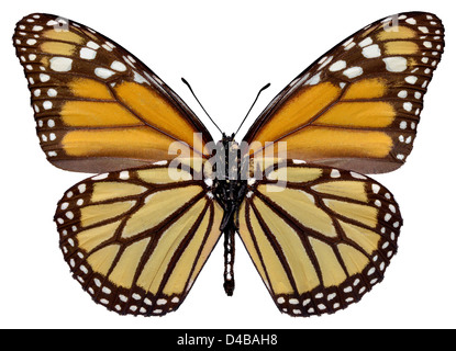 Arancione (monarca Danaus plexippus) farfalla visto da sotto e isolato su sfondo bianco Foto Stock