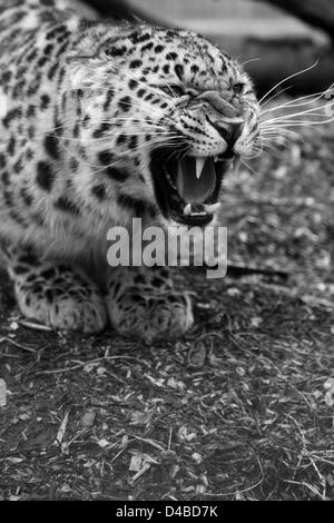 Amur Leopard sul suo haunches fino ringhiando in bianco e nero Foto Stock