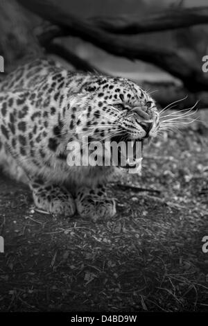 Leopard ringhiando o ululano in bianco e nero Foto Stock