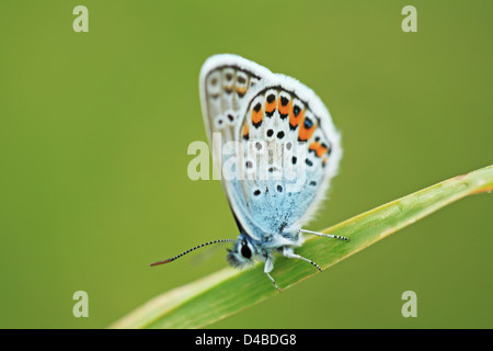 Adonis Blue Butterfly (Lysandra bellargus), Germania, il Land Turingia Foto Stock