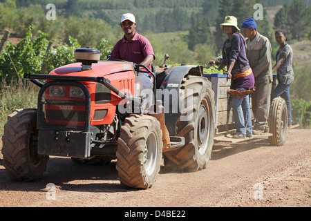 Red tractor pulling contenitori di uve bianche essendo pilotati dai vigneti durante il periodo del raccolto in azienda Foto Stock