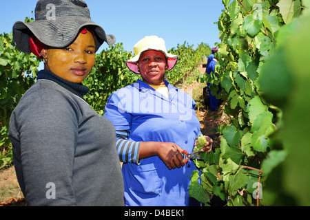 Due donne di sorridere quando si raccolgono e raccolto di uve bianche per la produzione del vino in un Elgin, Western Cape - Sudafrica Foto Stock