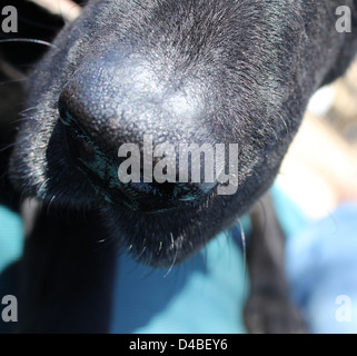 Un cane di naso catturato un contatto ravvicinato e personale Foto Stock