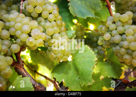 Onirico vino bianco fattoria uva sulla vite, Sud Africa Foto Stock