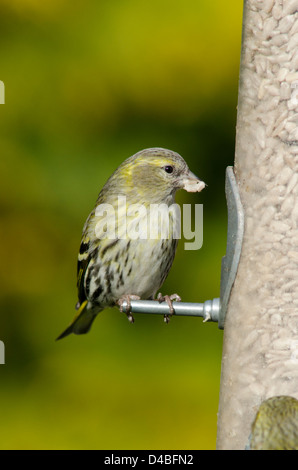 Eurasian o Europeo [Lucherino Carduelis spinus] su bird feeder riempito con cuori di semi di girasole. Marzo. West Sussex, Regno Unito Foto Stock