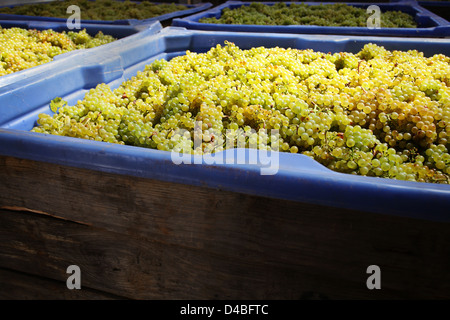 Onirico azienda vinicola uve bianche, sud africa Foto Stock