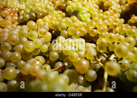 Onirico azienda vinicola uve bianche, sud africa Foto Stock