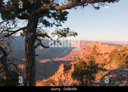 Lone Pine Tree sul bordo Sud del Grand Canyon Foto Stock