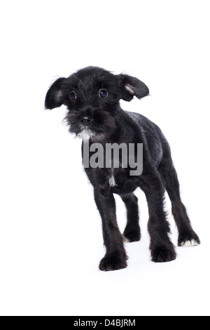 Carino cucciolo nero Foto Stock