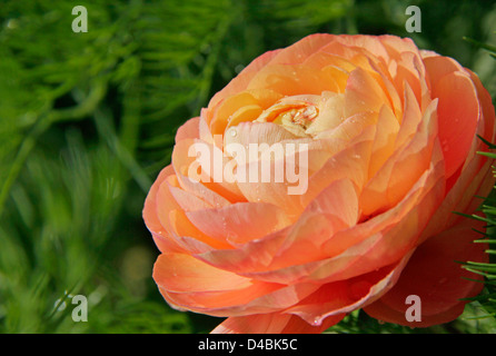 Dolce di pesche ranuncolo persiano con acqua goccia, Ranunculus asiaticus Foto Stock