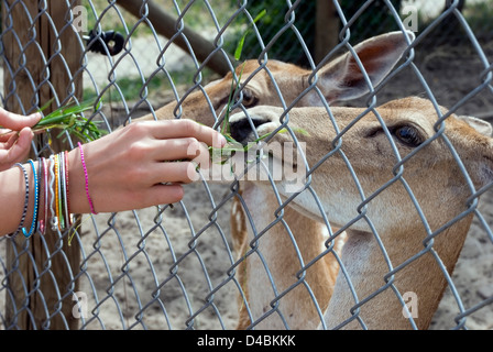 Persone cervi di alimentazione attraverso la catena collegamento recinto allo zoo, close up Foto Stock