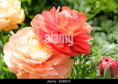 Arancia e pesca roselline ( Ranunculus asiaticus) Foto Stock