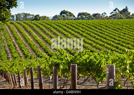 Vigne crescente nella Barossa Valley regione vinicola del Sud Australia Foto Stock