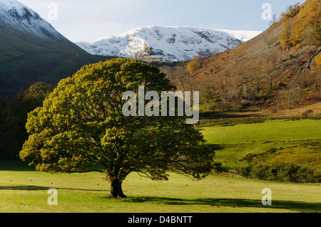 Un singolo albero e montagne innevate nel distretto del lago, Inghilterra Foto Stock