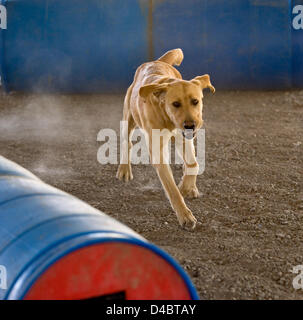 Marzo 01, 2013 - Santa Paula, CA, USA - Un golden labrador named Tanner treni nella canna di un campo di ricerca della Fondazione Dog Training Center. La SDF è un organizzazione non profit e non governativa che rafforza la preparazione alle situazioni di emergenza in noi attraverso la partnership salvato cani con vigile del fuoco ai gestori di trovare persone sepolte vive nel relitto di catastrofi. Le squadre sono forniti senza alcun costo per i vigili del fuoco e altre agenzie di emergenza in tutto il paese. SDF squadre hanno aiutato in decine e decine di disastri, compreso il 9/11 attacco, l'Oklahoma City bombardamenti, il terremoto ad Haiti, uragani Foto Stock