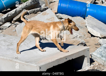 Marzo 01, 2013 - Santa Paula, CA, US - Taylor attacchi il cumulo di macerie in cerca di un ''vittima'' nascosto in uno dei numerosi barili sparsi tra i detriti durante il corso di formazione alla ricerca Fondazione Dog Training Center. Taylor la ricompensa per trovare la persona sarà un piacere e un gioco di tirare toy Tug-of-War con il suo allenatore. La SDF è un organizzazione non profit e non governativa che rafforza la preparazione alle situazioni di emergenza in noi attraverso la partnership salvato cani con vigile del fuoco ai gestori di trovare persone sepolte vive nel relitto di catastrofi. Le squadre sono forniti senza alcun costo per i vigili del fuoco di un Foto Stock