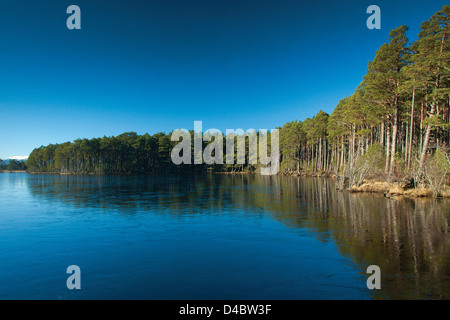 Loch Mallachie, Abernethy Riserva Naturale, Cairngorm National Park, Highland Foto Stock