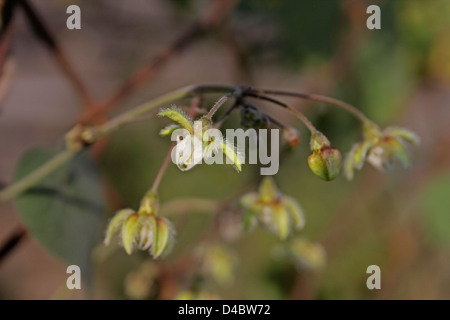 Fiori di Pergularia, Pergularia daemia Foto Stock