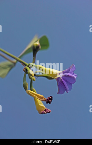 Ipomoea nil, blu gloria di mattina, Giapponese gloria di mattina, White-Edge gloria di mattina Foto Stock