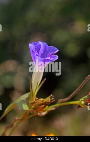 Ipomoea nil, blu gloria di mattina, Giapponese gloria di mattina, White-Edge gloria di mattina Foto Stock