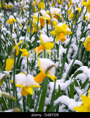 Giunchiglie coperto di neve dopo una primavera precoce nevicata Foto Stock