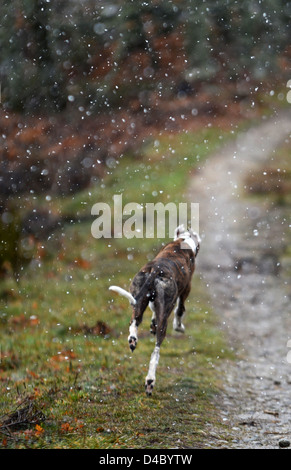 Levriero spagnolo corre sotto la neve nelle montagne della Sierra de Gredos, Avila, Spagna Foto Stock