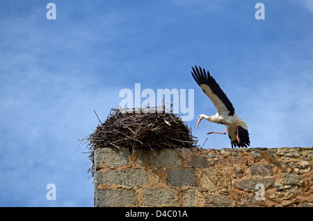 Cicogne hanno il loro nido sulla sommità del castello Valdecorneja, dal XII-XIV secolo, El Barco de avila, Spagna. Foto Stock