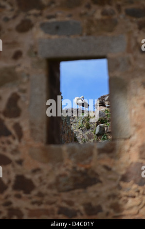Cicogne hanno il loro nido sulla sommità del castello Valdecorneja, dal XII-XIV secolo, El Barco de avila, Spagna. Foto Stock