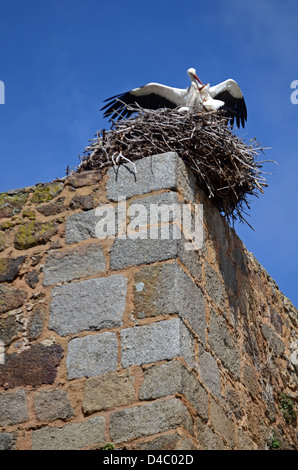 Cicogne hanno il loro nido sulla sommità del castello Valdecorneja, dal XII-XIV secolo, El Barco de avila, Spagna. Foto Stock