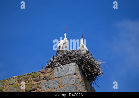 Cicogne hanno il loro nido sulla sommità del castello Valdecorneja, dal XII-XIV secolo, El Barco de avila, Spagna. Foto Stock