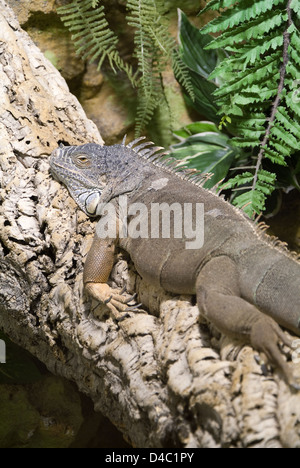 Amburgo, Germania, un iguana in appoggio su di un ramo di albero Foto Stock
