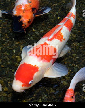 Arancione, bianco e multi-colore di carpe koi pesce nuota in stagno poco profondo a Kyoto, Giappone creare una dinamica composizione artistica. Foto Stock