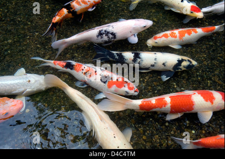 Arancione, bianco e multi-colore di carpe koi pesce nuota in stagno poco profondo a Kyoto, Giappone creare una dinamica composizione artistica. Foto Stock