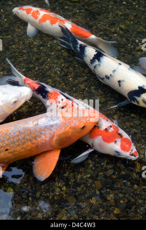 Arancione, bianco e multi-colore di carpe koi pesce nuota in stagno poco profondo a Kyoto, Giappone creare una dinamica composizione artistica. Foto Stock