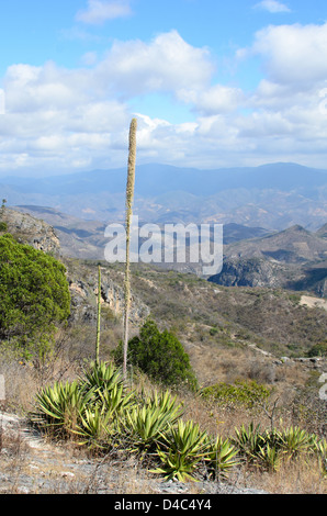 Agave fioritura nella Sierra Norte montagne di Oaxaca, Messico Foto Stock