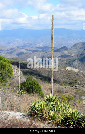 Agave fioritura nella Sierra Norte montagne di Oaxaca, Messico Foto Stock
