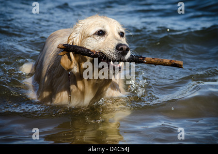 Femmina di Golden Retriever con un bastone fuori dell'acqua a basso's Memorial Park in Maryland Foto Stock