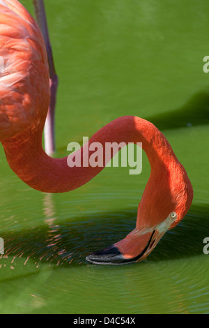 Americana o DEI CARAIBI FLAMINGO Phoencopterus ruber. Filtro alimentazione; testa ondeggianti, bill scything da lato a lato acqua attraverso la superficie tenendo invertebrato Foto Stock