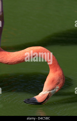 Americana o DEI CARAIBI FLAMINGO Phoencopterus ruber. Filtro alimentazione; testa ondeggianti, bill scything da lato a lato acqua attraverso la superficie tenendo invertebrato Foto Stock