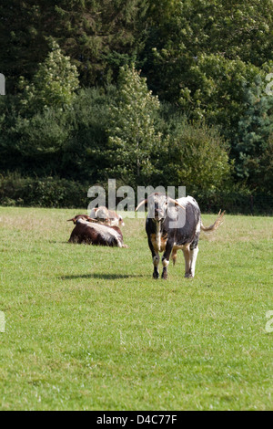 Inglese Longhorn Bovini (Bos taurus). Proprietà Private, Norfolk. In Inghilterra. Foto Stock