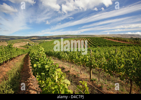 Filari di uva bianca vigne il giorno del raccolto, onirica azienda vinicola, Elgin, Western Cape Foto Stock